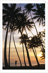 Palm Trees in Maldives by Anonymous
