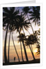 Palm Trees in Maldives by Anonymous