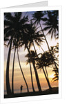 Palm Trees in Maldives by Anonymous
