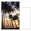 Palm Trees in Maldives by Anonymous