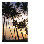 Palm Trees in Maldives by Anonymous