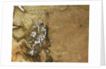 Colorado and the Rocky Mountains in North America by Anonymous