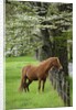 Horse Standing by Fence by Anonymous