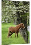 Horse Standing by Fence by Anonymous