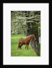 Horse Standing by Fence by Anonymous
