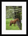 Horse Standing by Fence by Anonymous