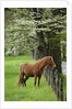 Horse Standing by Fence by Anonymous