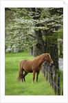 Horse Standing by Fence by Anonymous