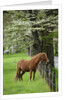 Horse Standing by Fence by Anonymous