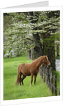 Horse Standing by Fence by Anonymous