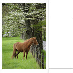 Horse Standing by Fence by Anonymous