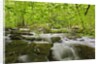 Middle Prong of the Little River by Anonymous