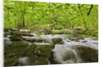 Middle Prong of the Little River by Anonymous