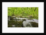Middle Prong of the Little River by Anonymous