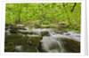 Middle Prong of the Little River by Anonymous