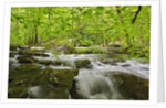 Middle Prong of the Little River by Anonymous