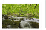 Middle Prong of the Little River by Anonymous