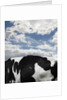 Cow and Sky Patterns by Anonymous