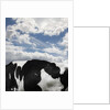 Cow and Sky Patterns by Anonymous