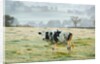 Friesen Cow Standing in Pasture by Anonymous