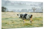 Friesen Cow Standing in Pasture by Anonymous