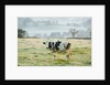 Friesen Cow Standing in Pasture by Anonymous