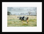Friesen Cow Standing in Pasture by Anonymous