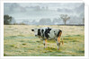 Friesen Cow Standing in Pasture by Anonymous