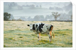 Friesen Cow Standing in Pasture by Anonymous