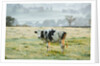 Friesen Cow Standing in Pasture by Anonymous