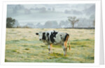 Friesen Cow Standing in Pasture by Anonymous