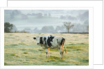 Friesen Cow Standing in Pasture by Anonymous