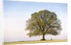 Oak Tree in a Field by Anonymous