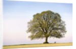 Oak Tree in a Field by Anonymous