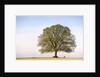 Oak Tree in a Field by Anonymous
