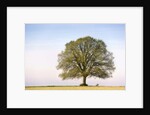 Oak Tree in a Field by Anonymous