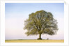 Oak Tree in a Field by Anonymous