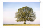 Oak Tree in a Field by Anonymous