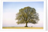 Oak Tree in a Field by Anonymous