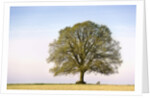 Oak Tree in a Field by Anonymous