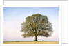 Oak Tree in a Field by Anonymous