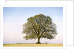 Oak Tree in a Field by Anonymous