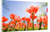 Red Tulips by Anonymous