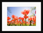 Red Tulips by Anonymous
