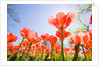 Red Tulips by Anonymous