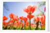 Red Tulips by Anonymous