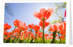 Red Tulips by Anonymous