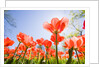 Red Tulips by Anonymous