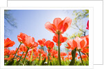 Red Tulips by Anonymous