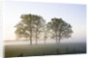 Oak Trees in a Pasture by Anonymous